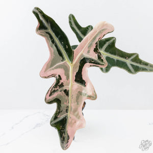 Alocasia Sanderiana Pink Variegated 'Nobilis' (wk21-C) *Corming Size*