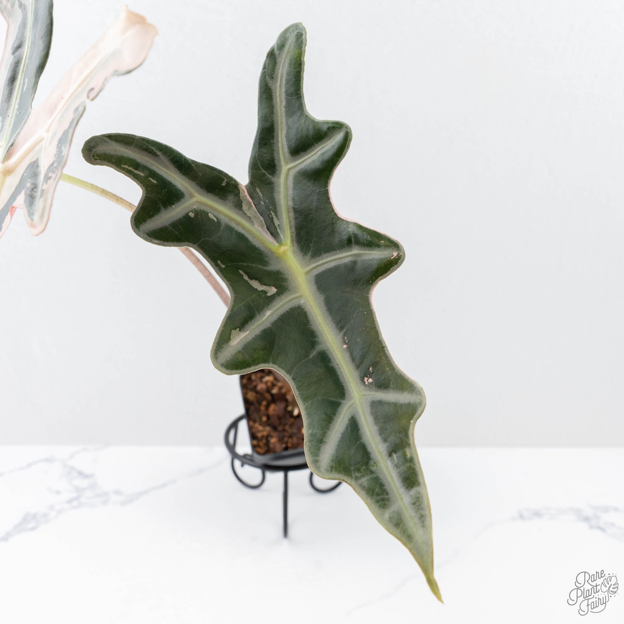 Alocasia Sanderiana Pink Variegated 'Nobilis' (wk21-C) *Corming