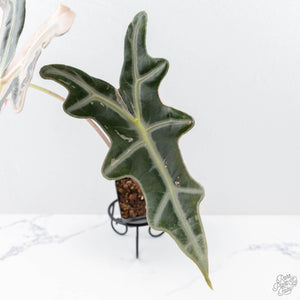 Alocasia Sanderiana Pink Variegated 'Nobilis' (wk21-C) *Corming Size*