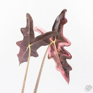 Alocasia Sanderiana Pink Variegated 'Nobilis' (wk21-C) *Corming Size*