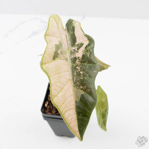 Alocasia Sanderiana Pink Variegated (aka 'Pseudosanderiana') (wk38-L284)