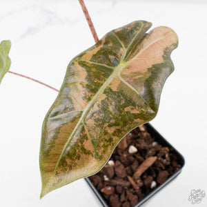 Alocasia Sanderiana Pink Variegated (aka 'Pseudosanderiana') (wk38-L284)