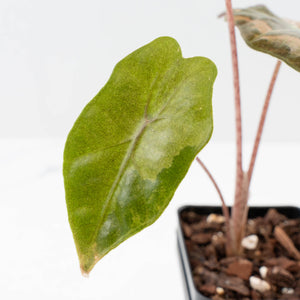 Alocasia Sanderiana Pink Variegated (aka 'Pseudosanderiana') (wk38-L284)