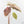 Alocasia Sanderiana Pink Variegated (aka 'Pseudosanderiana') (wk38-L284)