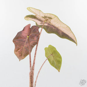 Alocasia Sanderiana Pink Variegated (aka 'Pseudosanderiana') (wk38-L284)