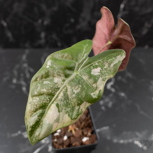 Alocasia Sanderiana Pink Variegated (aka 'Pseudosanderiana') (wk41-L344)