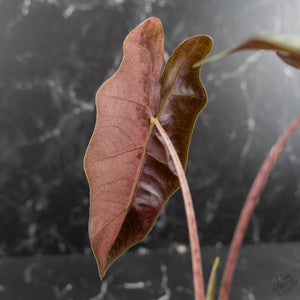 Alocasia Sanderiana Pink Variegated (aka 'Pseudosanderiana') (wk41-L344)