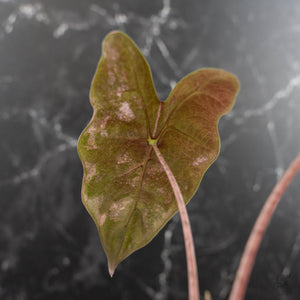 Alocasia Sanderiana Pink Variegated (aka 'Pseudosanderiana') (wk41-L344)