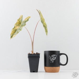 Alocasia Sanderiana Aurea Variegated (aka 'Pseudosanderiana') (wk28-C)