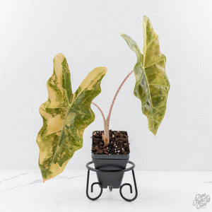 Alocasia Sanderiana Aurea Variegated (aka 'Pseudosanderiana') (wk28-C)