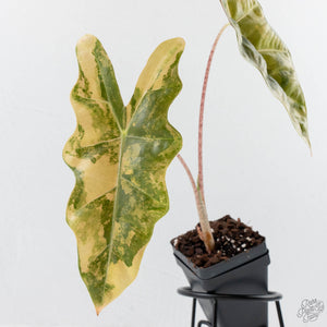 Alocasia Sanderiana Aurea Variegated (aka 'Pseudosanderiana') (wk28-C)