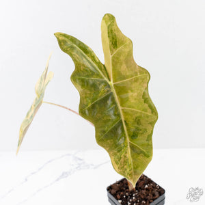 Alocasia Sanderiana Aurea Variegated (aka 'Pseudosanderiana') (wk28-C)