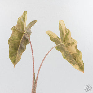 Alocasia Sanderiana Aurea Variegated (aka 'Pseudosanderiana') (wk28-C)