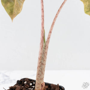 Alocasia Sanderiana Aurea Variegated (aka 'Pseudosanderiana') (wk28-C)