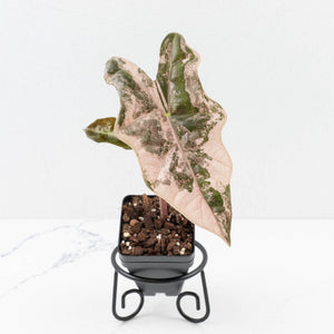 Alocasia Sanderiana Pink Variegated (aka 'Pseudosanderiana') (wk33-L1)