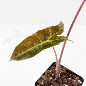 Alocasia Sanderiana Pink Variegated (aka 'Pseudosanderiana') (wk33-L1)