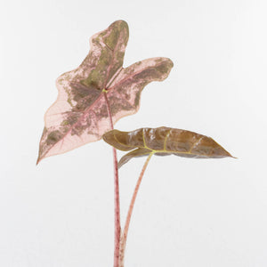 Alocasia Sanderiana Pink Variegated (aka 'Pseudosanderiana') (wk33-L1)