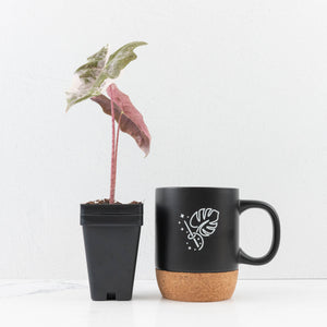 Alocasia Sanderiana Pink Variegated (aka 'Pseudosanderiana') (wk33-L2)