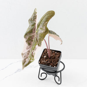 Alocasia Sanderiana Pink Variegated (aka 'Pseudosanderiana') (wk33-L2)