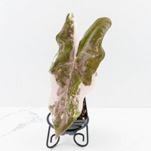 Alocasia Sanderiana Pink Variegated (aka 'Pseudosanderiana') (wk33-L2)