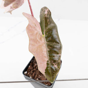 Alocasia Sanderiana Pink Variegated (aka 'Pseudosanderiana') (wk33-L2)