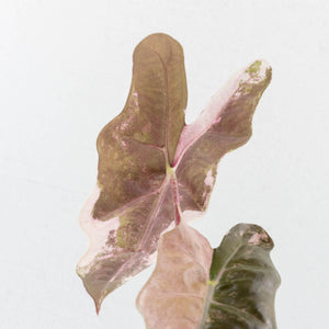 Alocasia Sanderiana Pink Variegated (aka 'Pseudosanderiana') (wk33-L2)