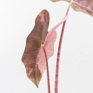 Alocasia Sanderiana Pink Variegated (aka 'Pseudosanderiana') (wk33-L2)