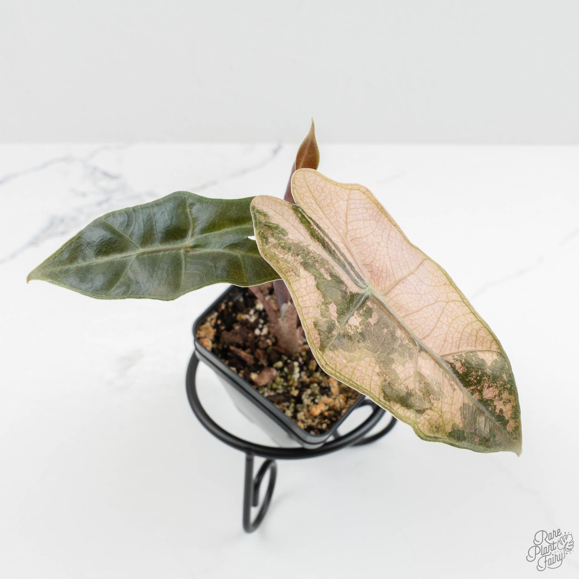 Alocasia Sanderiana Pink Variegated (aka 'Pseudosanderiana') (wk15