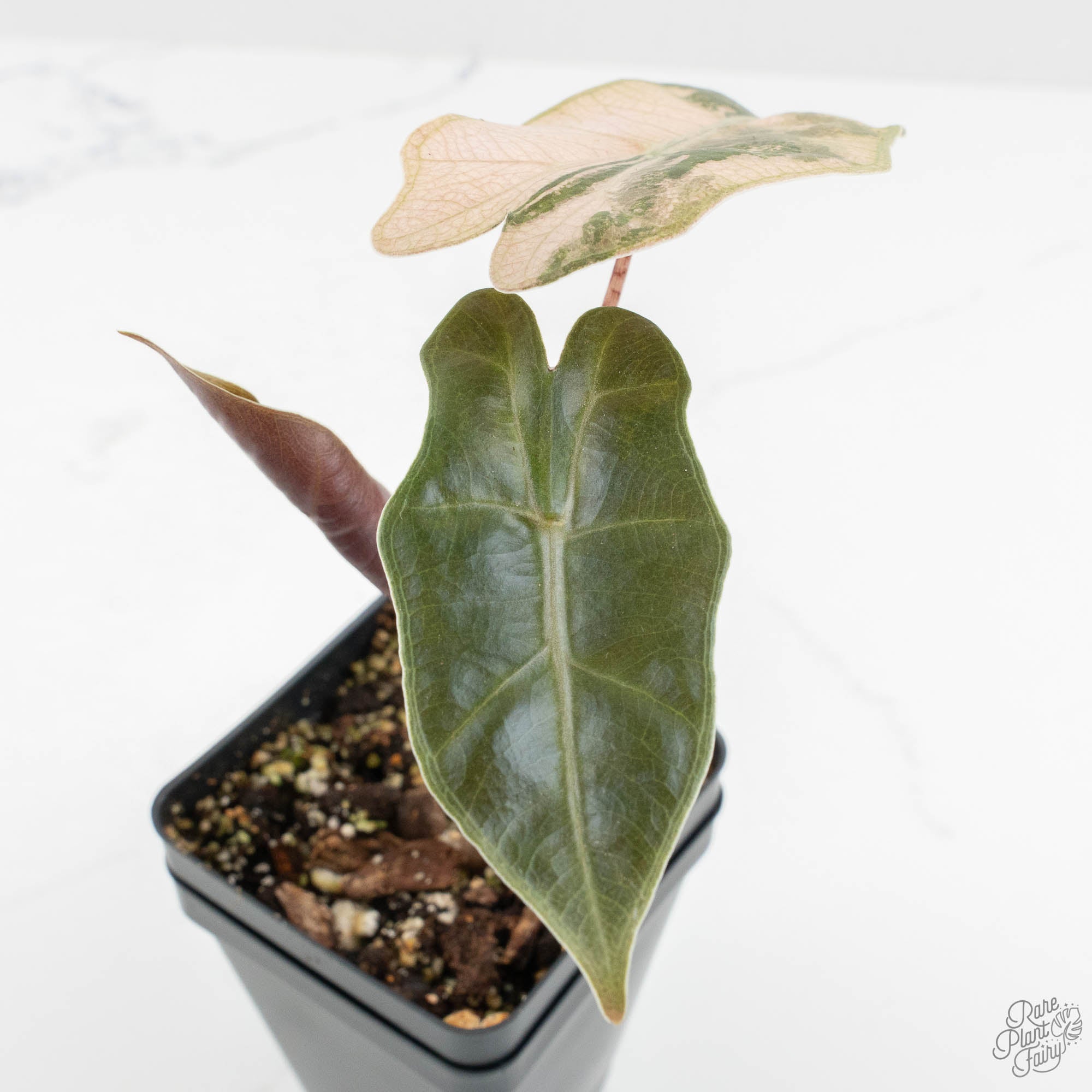 Alocasia Sanderiana Pink Variegated (aka 'Pseudosanderiana') (wk15