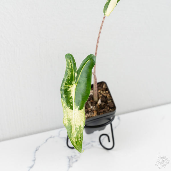 Alocasia Sarian Albo Variegated (wk9-R)