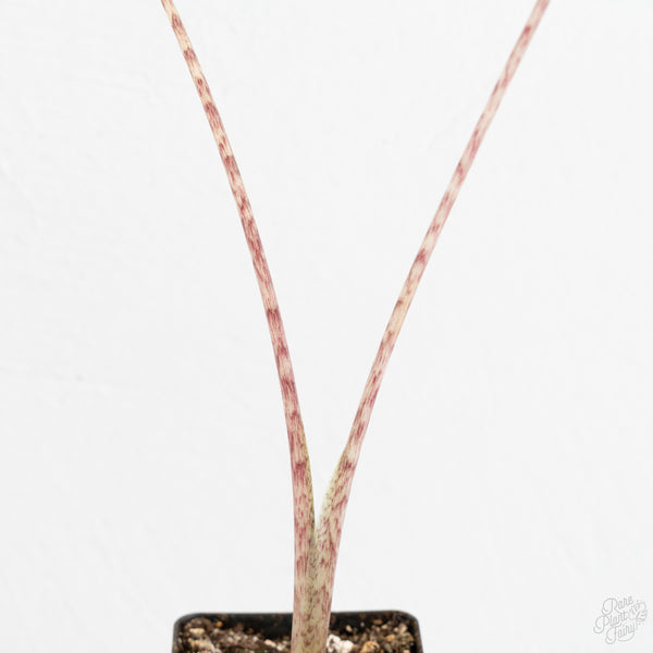 Alocasia Sarian Albo Variegated (wk9-R)