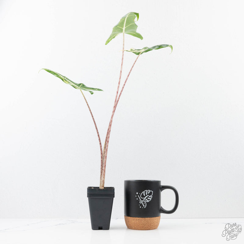Alocasia Sarian Albo Variegated (wk21-I) *Corming Size*