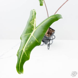 Alocasia Sarian Albo Variegated (wk21-I) *Corming Size*