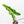 Alocasia Sarian Albo Variegated (wk21-I) *Corming Size*