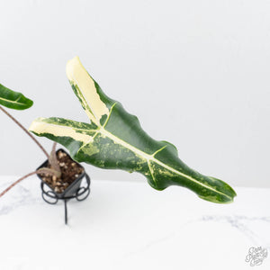 Alocasia Sarian Albo Variegated (wk21-I) *Corming Size*