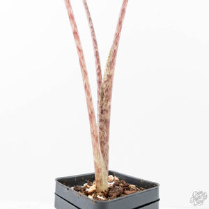 Alocasia Sarian Albo Variegated (wk21-I) *Corming Size*
