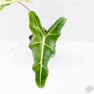 Alocasia Sarian Albo Variegated (wk25-C)
