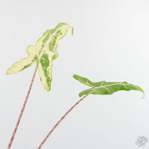Alocasia Sarian Albo Variegated (wk25-C)