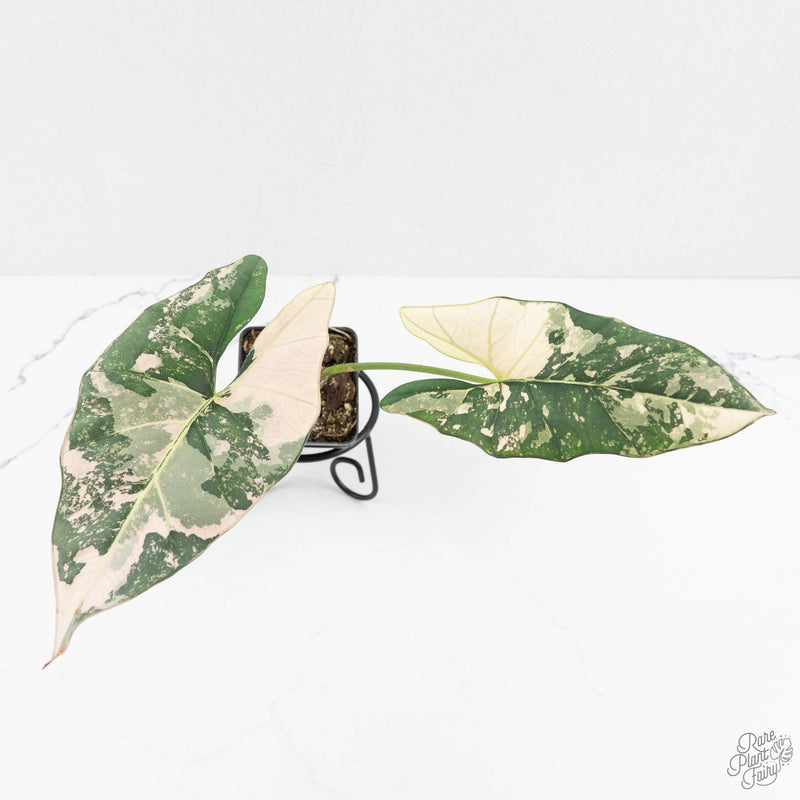 Alocasia Scabriuscula Albo Variegated (wk18-UA)
