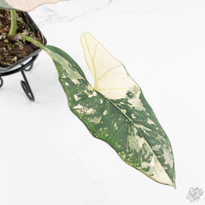 Alocasia Scabriuscula Albo Variegated (wk18-UA)