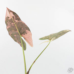 Alocasia Scabriuscula Albo Variegated (wk18-UA)