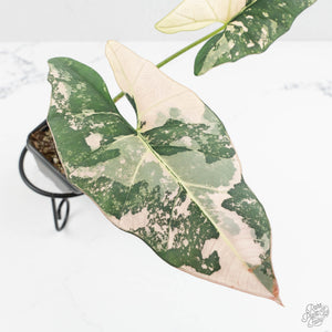 Alocasia Scabriuscula Albo Variegated (wk18-UA)