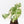 Alocasia Scabriuscula Albo/Pink Variegated (wk33-U25)