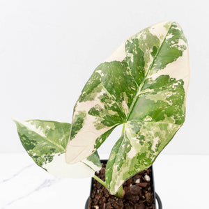 Alocasia Scabriuscula Albo/Pink Variegated (wk33-U25)