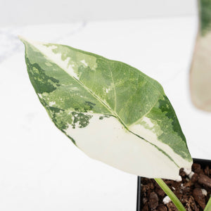 Alocasia Scabriuscula Albo/Pink Variegated (wk33-U25)