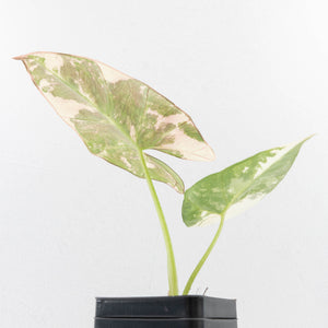Alocasia Scabriuscula Albo/Pink Variegated (wk33-U25)