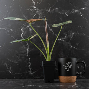 Alocasia Scabriuscula Albo/Pink Variegated (wk42-U109)