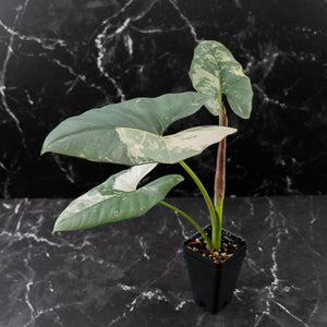 Alocasia Scabriuscula Albo/Pink Variegated (wk42-U109)