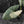 Alocasia Scabriuscula Albo/Pink Variegated (wk42-U109)