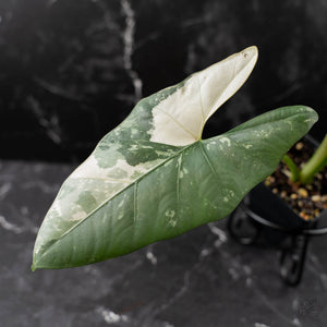 Alocasia Scabriuscula Albo/Pink Variegated (wk42-U109)